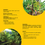 Banana Special - Image 3