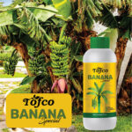 Banana Special - Image 2