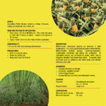 Methelo Drought Resisting Bacteria - Image 3