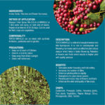 Miracle Promotes Flowering - Image 3