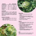 Potassium Silicate - Image 3