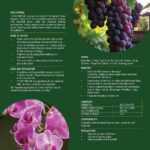 Fish Oil With Herbal Extract – For Pest Control And Growth - Image 3