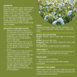Green Vigor - Image 2